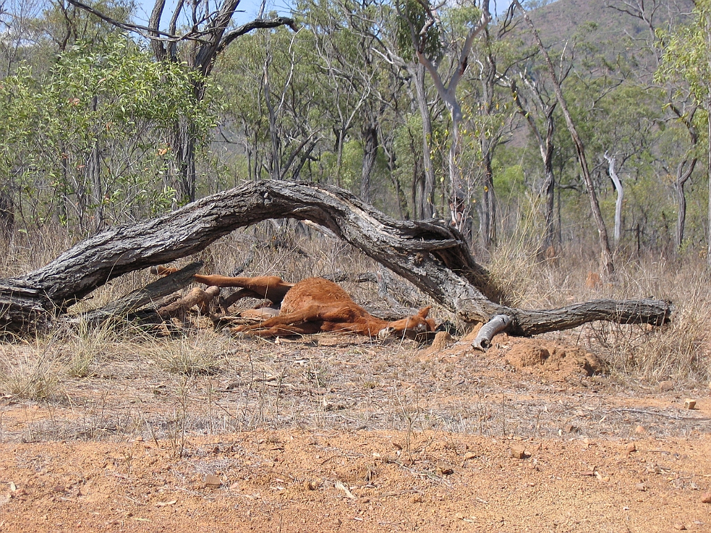 CairnsTC235 Petford.jpg